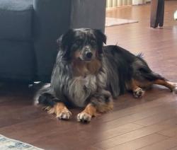 Lost Female Dog last seen Osmus and Norfolk., Livonia, MI 48150