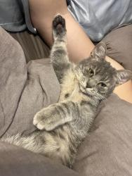 Lost Male Cat last seen Near Steiner ranch blvd building 18, Austin, TX 78732