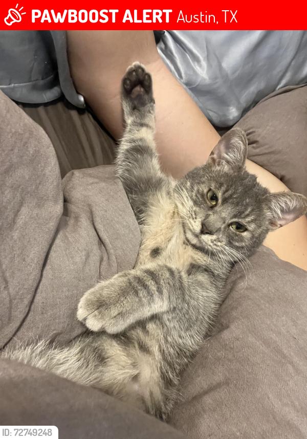 Lost Male Cat last seen Near Steiner ranch blvd building 18, Austin, TX 78732