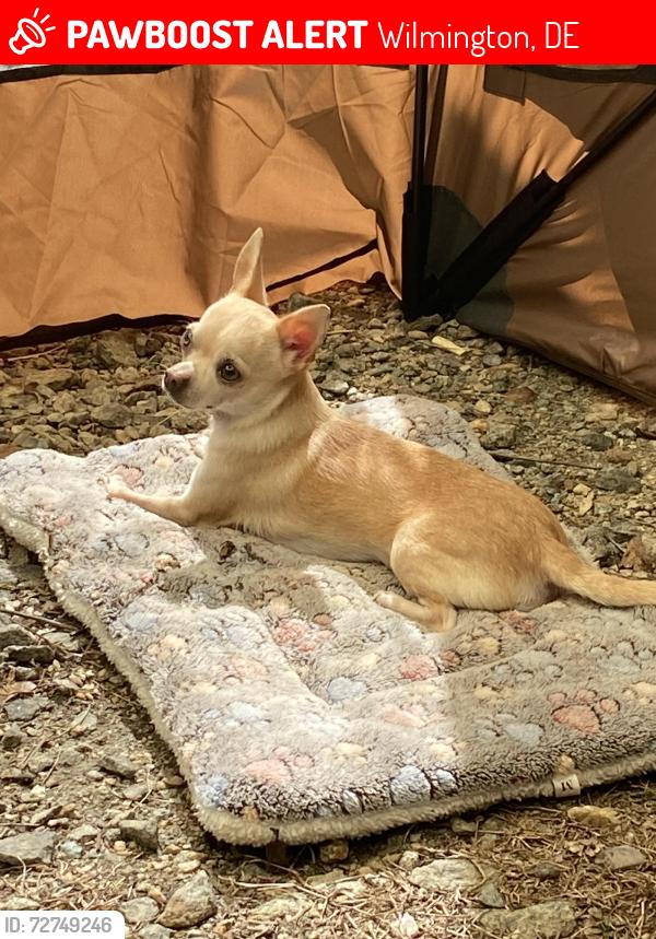 Lost Female Dog last seen Harrison street, Wilmington, DE 19805