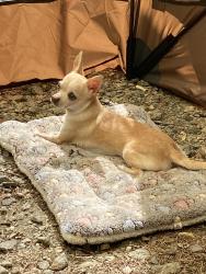 Lost Female Dog last seen Harrison street, Wilmington, DE 19805