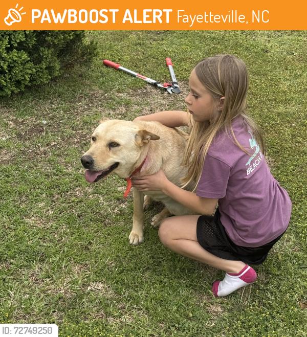 Found/Stray Female Dog last seen Rufus Johnson- grays creek nc, Fayetteville, NC 28306