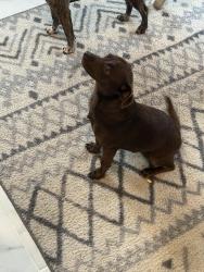 Found/Stray Unknown Dog last seen Near the OC but I think it came from the diamond creek neighborhood , Forney, TX 75126