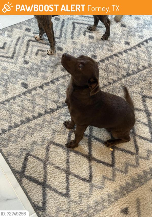 Found/Stray Unknown Dog last seen Near the OC but I think it came from the diamond creek neighborhood , Forney, TX 75126