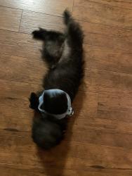 Found/Stray Male Dog last seen Davistown Road between Countrywood Lane and Davis Farm Road, Wake County, NC 27591