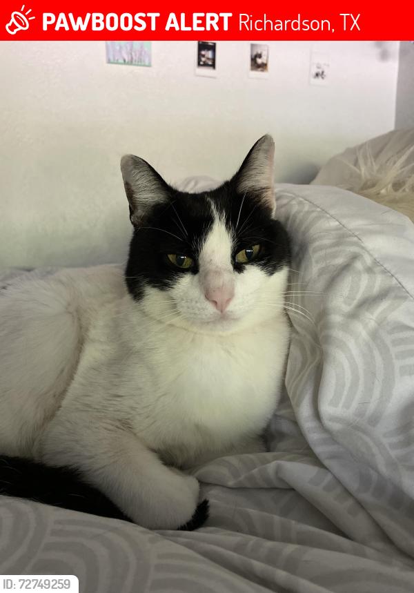 Lost Female Cat last seen Deep Valley Pl, Richardson, TX 75080