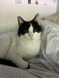 Lost Female Cat last seen Deep Valley Pl, Richardson, TX 75080