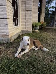 Found/Stray Unknown Dog last seen Next to Rivera High School, Brownsville, TX 78526