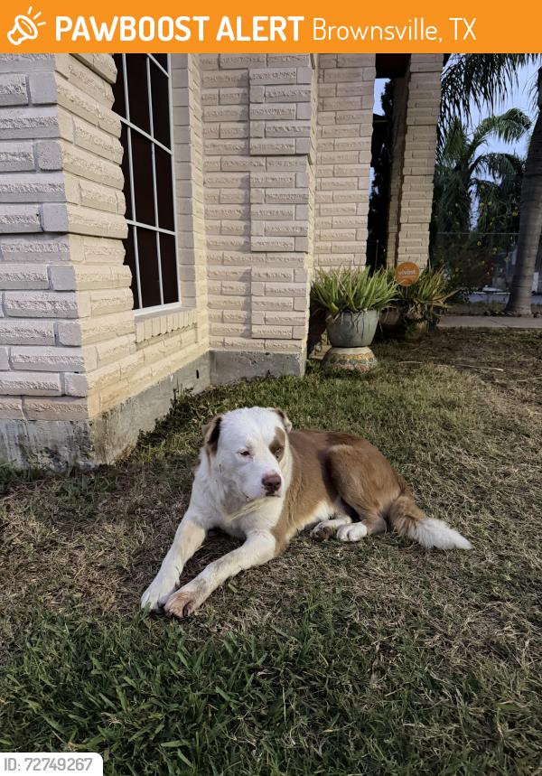 Found/Stray Unknown Dog last seen Next to Rivera High School, Brownsville, TX 78526
