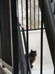 Lost Male Cat last seen Hamilton wolfe, San Antonio, TX 78229