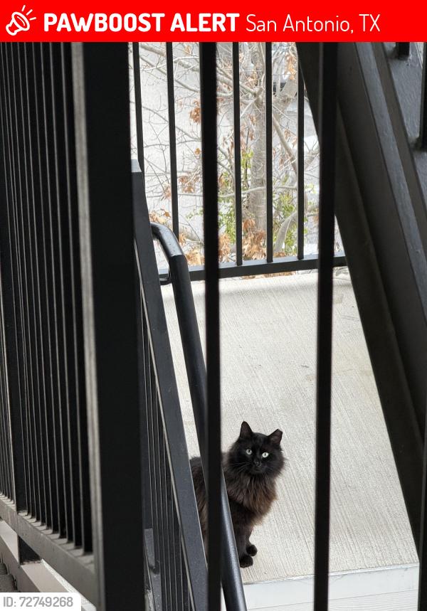 Lost Male Cat last seen Hamilton wolfe, San Antonio, TX 78229