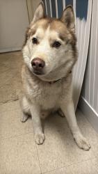 Found/Stray Male Dog last seen Van Dyke & Kercheval, Detroit, MI 48214