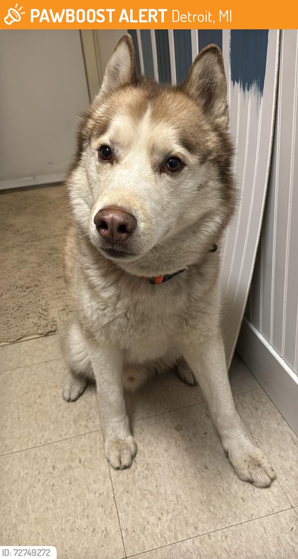 Found/Stray Male Dog last seen Van Dyke & Kercheval, Detroit, MI 48214
