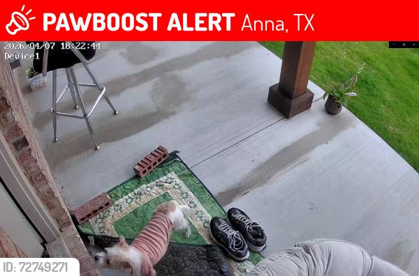Lost Male Dog last seen Ashbrook Lane and Valley Pines Drive, Anna, TX 75409