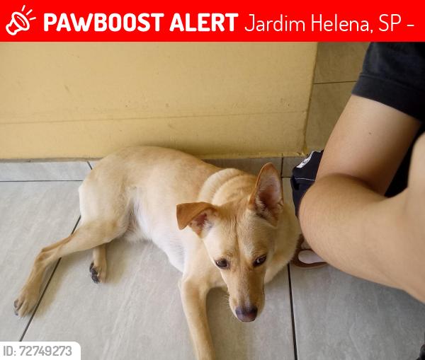 Lost Male Dog last seen Perto da Estação Jardim Helena, Vila Mara, Jardim Helena, SP 08081-170