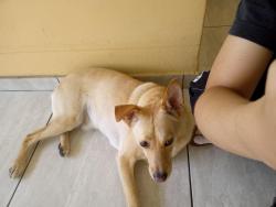 Lost Male Dog last seen Perto da Estação Jardim Helena, Vila Mara, Jardim Helena, SP 08081-170
