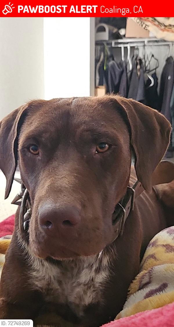 Lost Male Dog last seen Parkfield rd, Coalinga, CA 93210