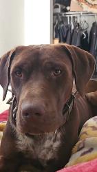 Lost Male Dog last seen Parkfield rd, Coalinga, CA 93210