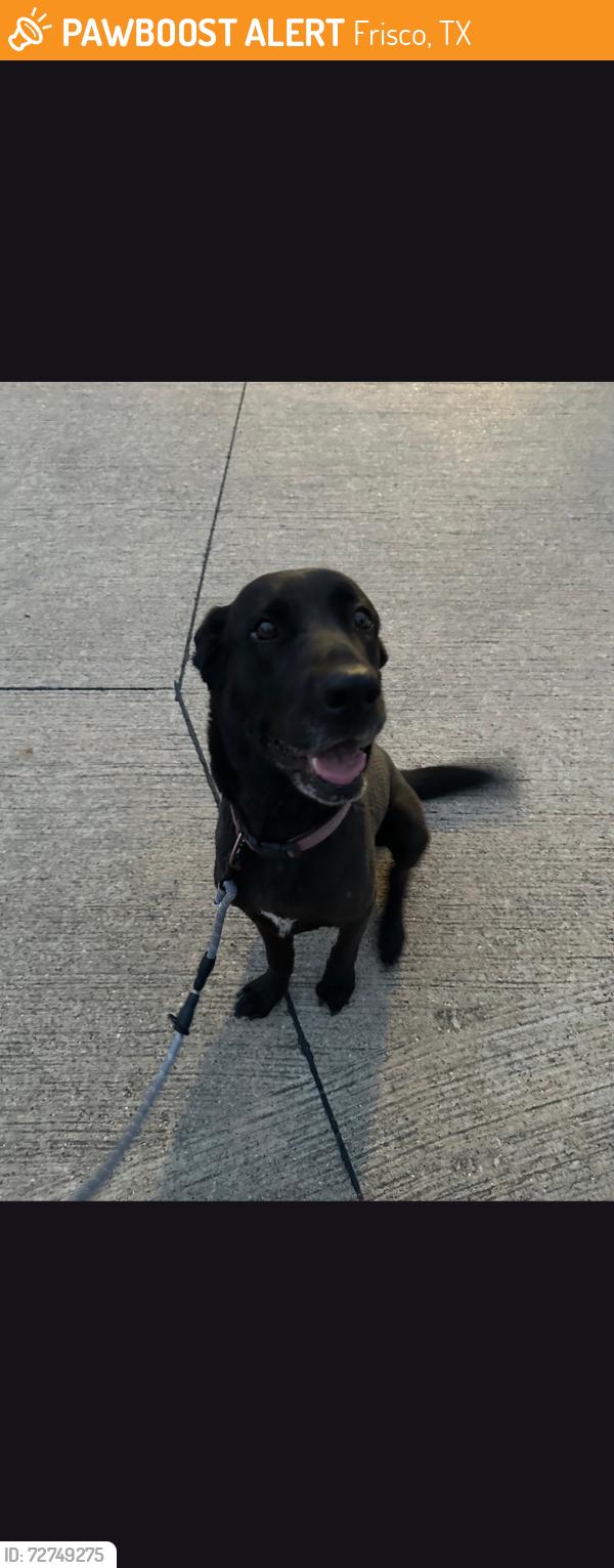 Found/Stray Female Dog last seen Cherryridge , Frisco, TX 75033