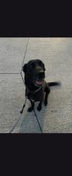 Found/Stray Female Dog last seen Cherryridge , Frisco, TX 75033