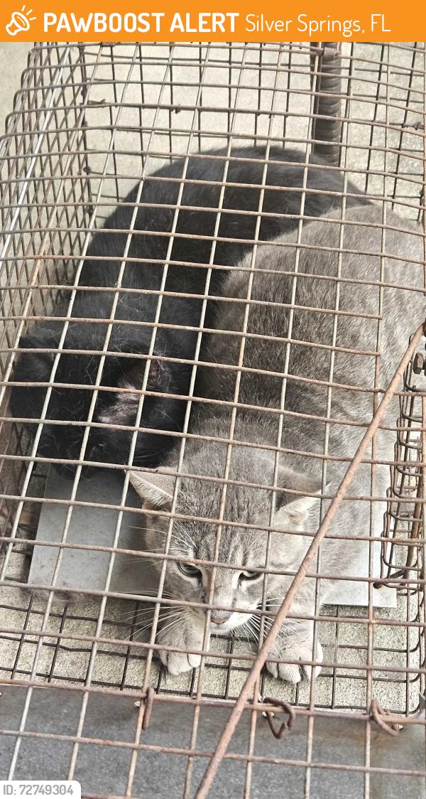 Found/Stray Unknown Cat last seen At my , Silver Springs, FL 34470
