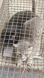 Found/Stray Unknown Cat last seen At my , Silver Springs, FL 34470