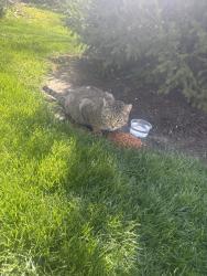 Found/Stray Male Cat last seen Yankee Trace Golf course, Dayton, OH 45458