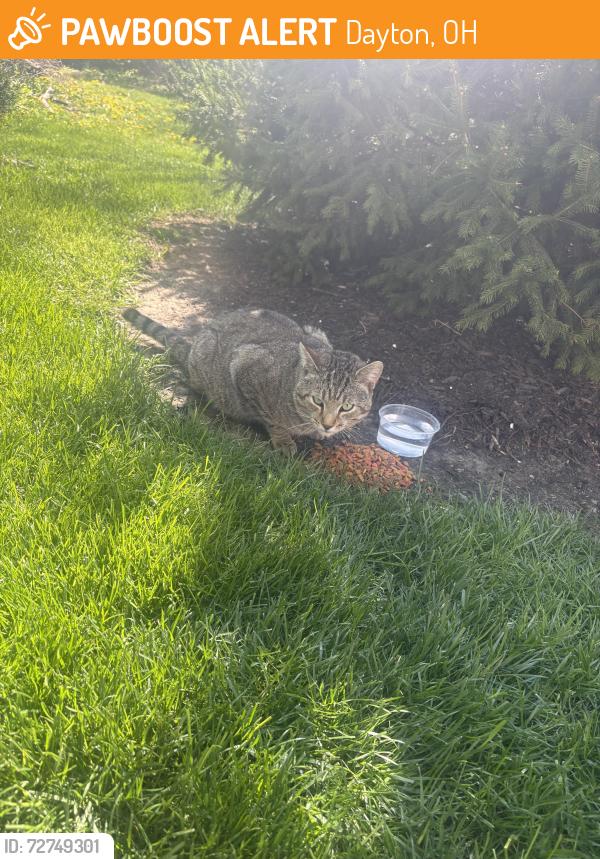 Found/Stray Male Cat last seen Yankee Trace Golf course, Dayton, OH 45458