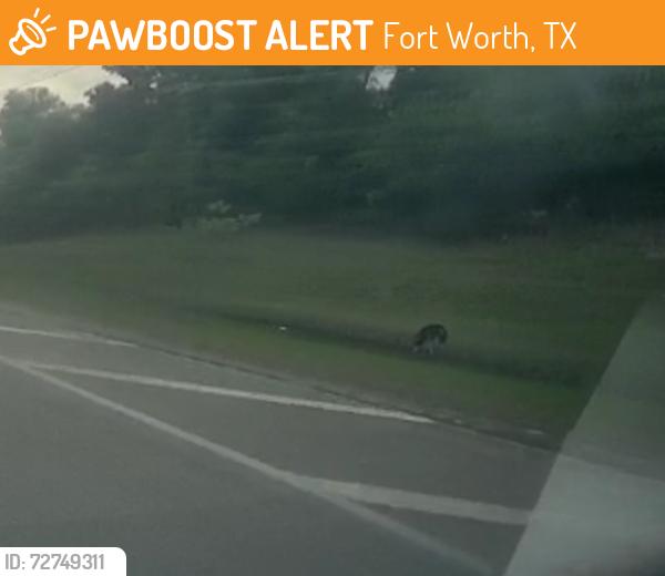 Found/Stray Unknown Dog last seen Randoll Mill Rd and Woodhaven Blvd, Fort Worth, TX 76112