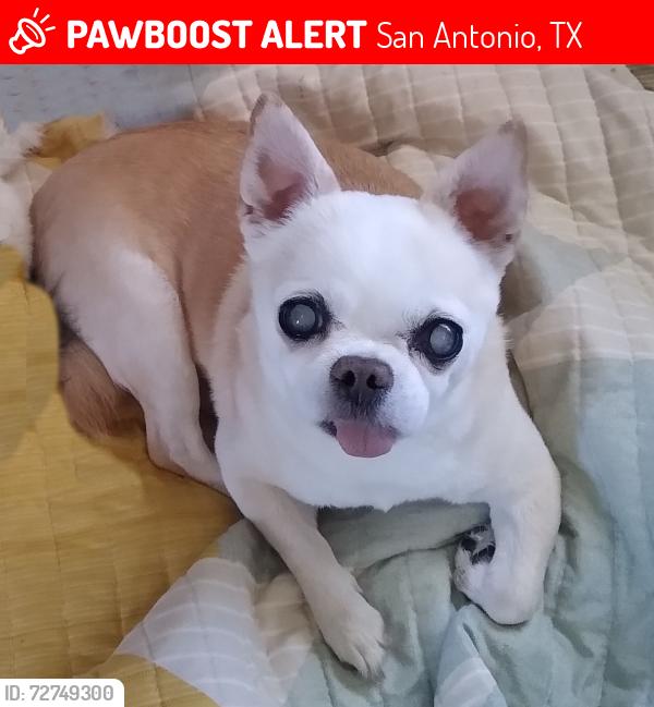Lost Male Dog last seen Berrycreek Dr. San Antonio, San Antonio, TX 78218