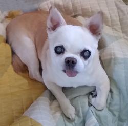 Lost Male Dog last seen Berrycreek Dr. San Antonio, San Antonio, TX 78218