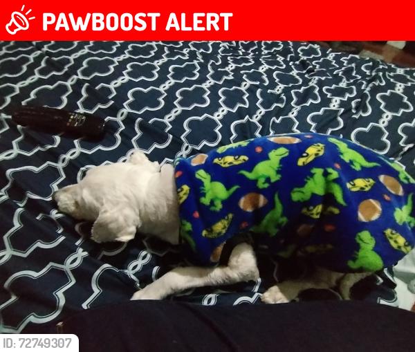 Lost Female Dog last seen Estado de México , Ecatepec de Morelos, Méx. 55235