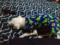 Lost Female Dog last seen Estado de México , Ecatepec de Morelos, Méx. 55235