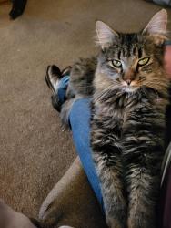 Lost Female Cat last seen Near n 2800 w, Honeyville, UT 84314
