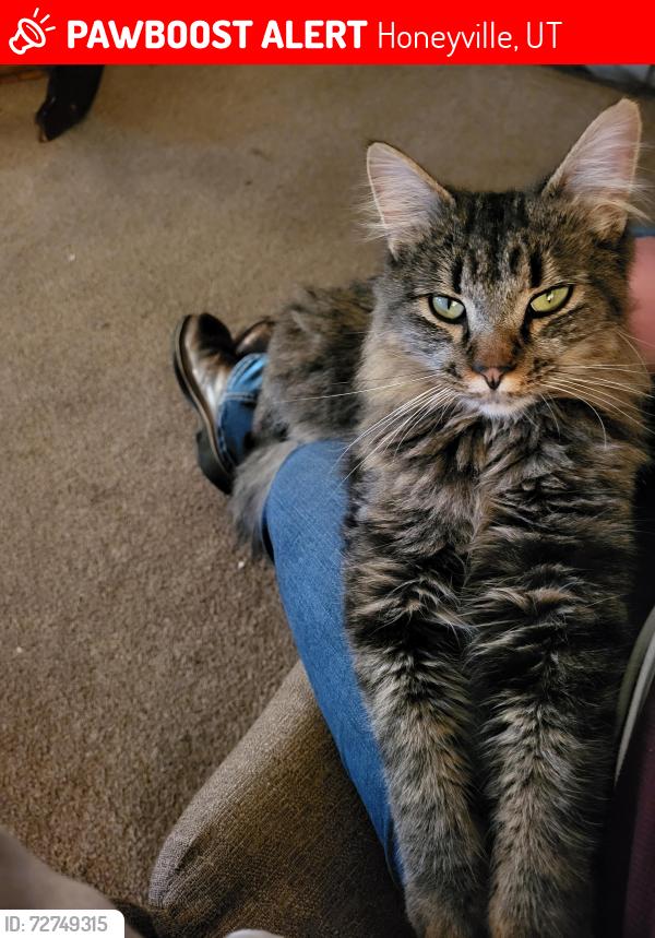 Lost Female Cat last seen Near n 2800 w, Honeyville, UT 84314