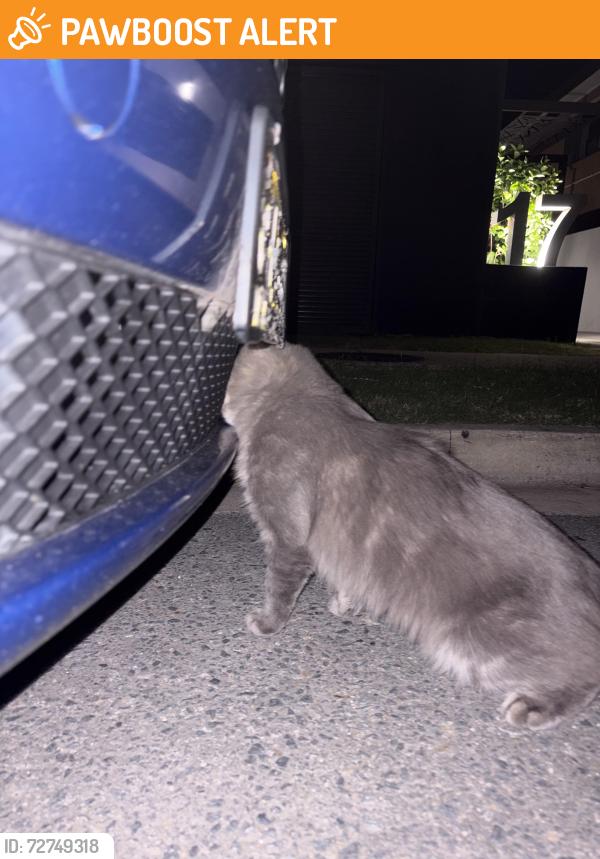 Found/Stray Unknown Cat last seen Near Carl street, Woolloongabba, QLD 4102