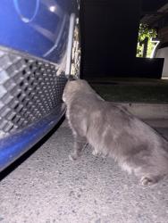 Found/Stray Unknown Cat last seen Near Carl street, Woolloongabba, QLD 4102