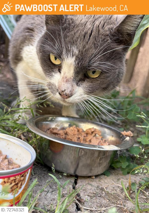 Found/Stray Female Cat last seen Del Amo and Paramount, Lakewood, CA 90712