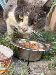 Found/Stray Female Cat last seen Del Amo and Paramount, Lakewood, CA 90712