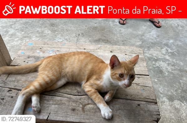 Lost Male Cat last seen Canoa Brasil , Ponta da Praia, SP 11030-460