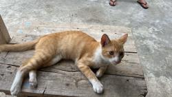 Lost Male Cat last seen Canoa Brasil , Ponta da Praia, SP 11030-460