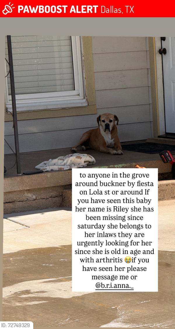 Lost Female Cat last seen buckner terrance, Dallas, TX 75227
