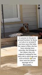Lost Female Cat last seen buckner terrance, Dallas, TX 75227