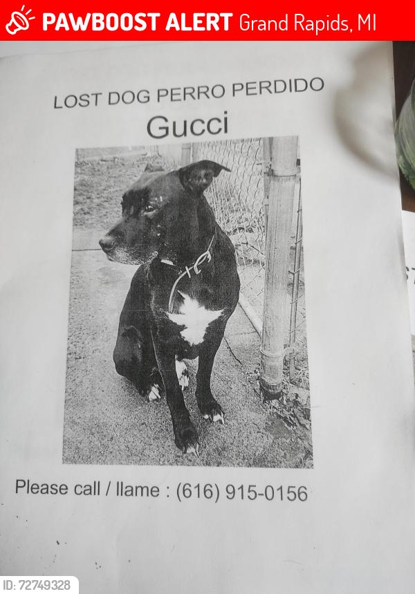 Lost Male Dog last seen Near grandville Ave  la familia stop-n-shop convenience store, Grand Rapids, MI 49503
