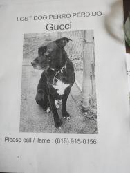 Lost Male Dog last seen Near grandville Ave  la familia stop-n-shop convenience store, Grand Rapids, MI 49503