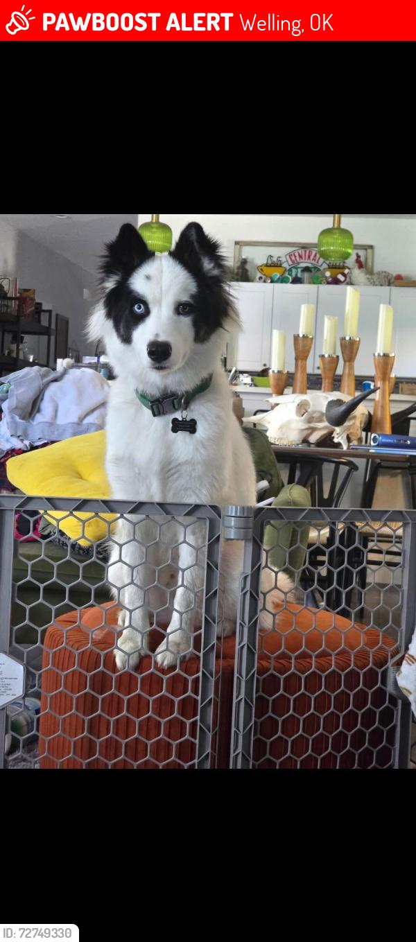 Lost Male Dog last seen Near E 835 Rd, Welling, OK 74471, Welling, OK 74471