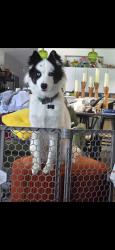 Lost Male Dog last seen Near E 835 Rd, Welling, OK 74471, Welling, OK 74471