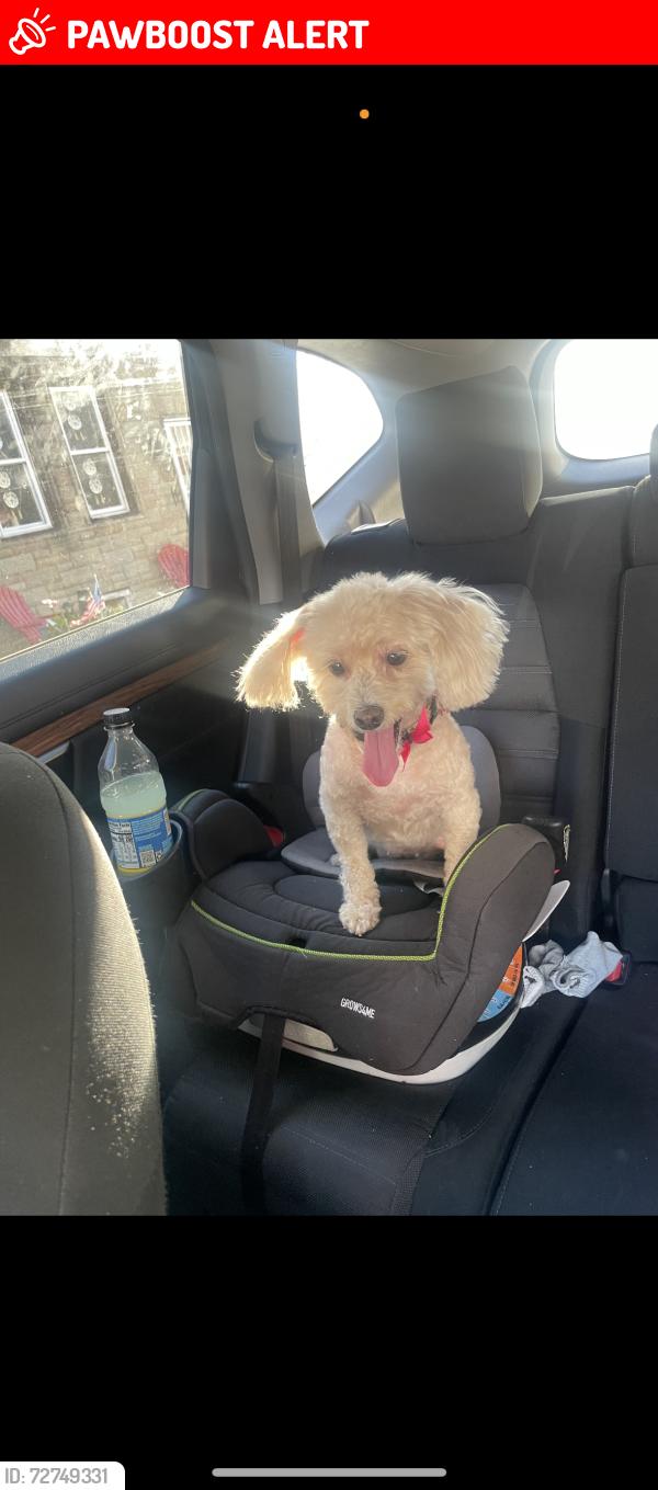 Lost Female Dog last seen Fresh grocer , Upper Darby Township, PA 19082