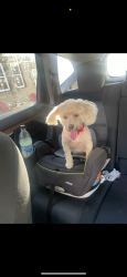 Lost Female Dog last seen Fresh grocer , Upper Darby Township, PA 19082