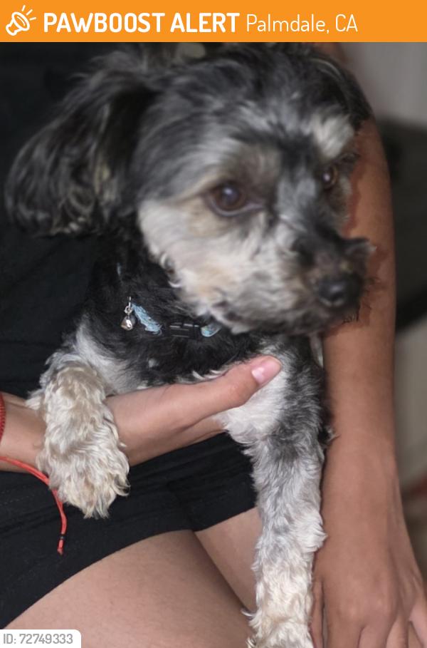 Found/Stray Male Dog last seen Dunbar st, Palmdale, CA 93350